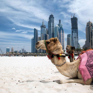 More and more of our fellow citizens become residents of the UAE